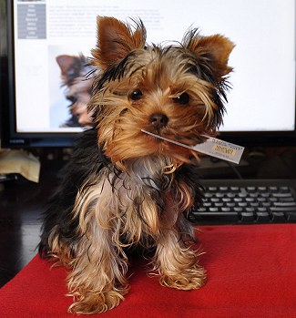 Cute Yorkie Paco