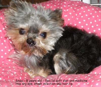 Staci Stolen during Burglary, Special Needs Female Yorkie