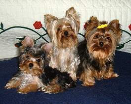 Boomer, Betsy and Bailey