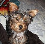 Yorkie Boo