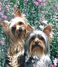 Shooter and I in front of the Wild Flowers