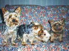 Cassie, Lucy, Tippy, and Peppy