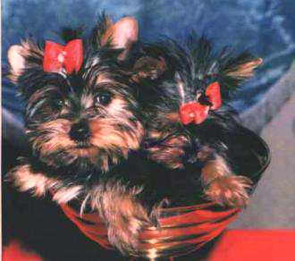 Bowl full of Yorkies