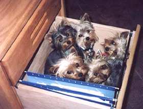 Five Yorkies