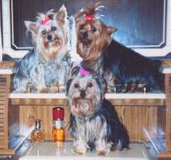 Three Yorkies