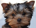 >Hola Paco! Qu tal? Cute Yorkie Puppy