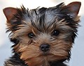Hola Paco! Qu tal? Cute Yorkshire Terrier Puppy