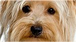 my-yorkshire-terrier.com