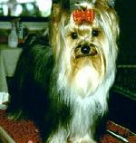 Dugmore Yorkshire Terriers