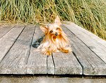 On the Dock