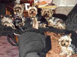 Six Yorkies