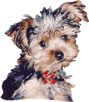 Skipper