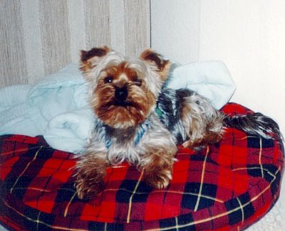 Skipper