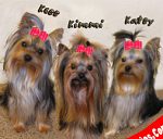 Yorkies.com